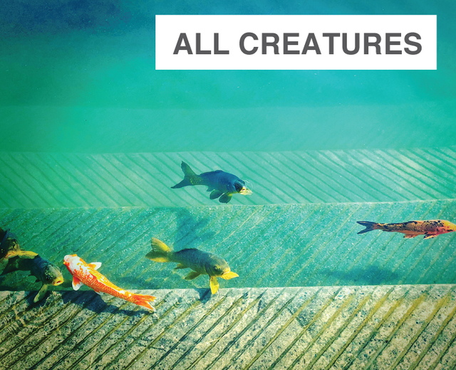All Creatures That Have Breath and Motion | All Creatures That Have Breath and Motion| MusicSpoke