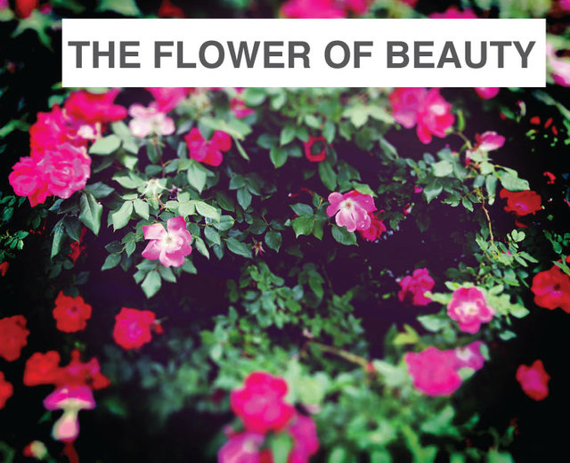 The Flower of Beauty Slumbers | The Flower of Beauty Slumbers| MusicSpoke