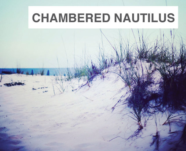 The Chambered Nautilus | The Chambered Nautilus| MusicSpoke