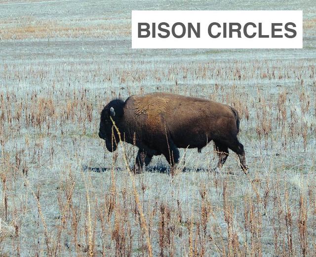 Bison Circles | Bison Circles| MusicSpoke