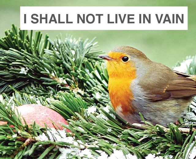 I Shall Not Live In Vain | I Shall Not Live In Vain| MusicSpoke