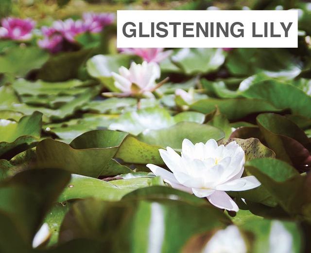 Glistening Lily | Glistening Lily| MusicSpoke