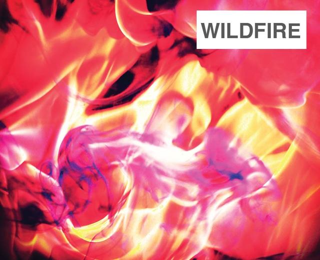 Wildfire | Wildfire| MusicSpoke