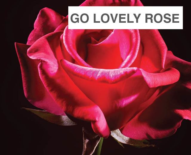 Go Lovely Rose | Go Lovely Rose| MusicSpoke