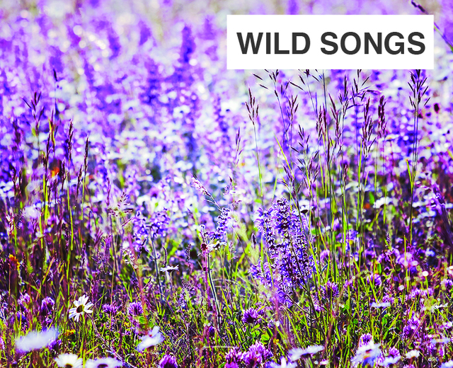 Wild Songs | Wild Songs| MusicSpoke