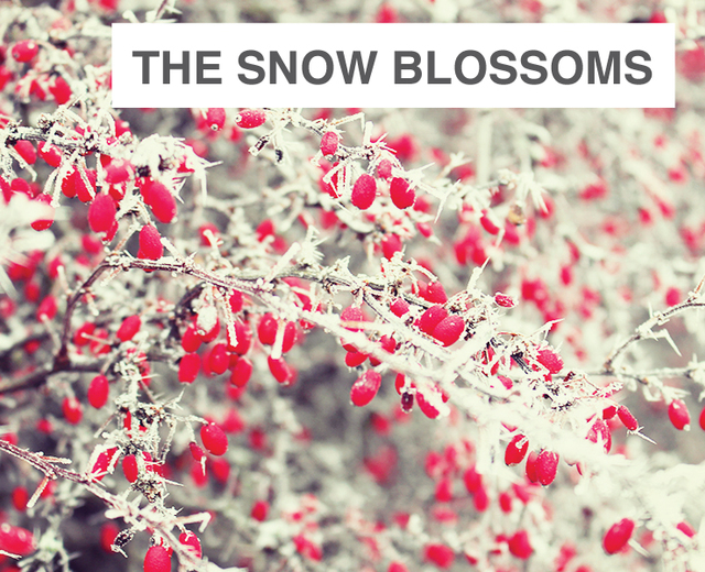 The Snow Blossoms | The Snow Blossoms| MusicSpoke