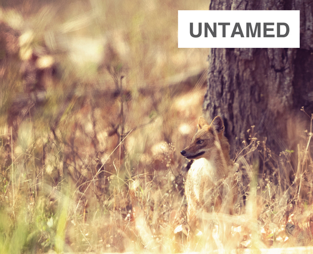 Untamed | Untamed| MusicSpoke