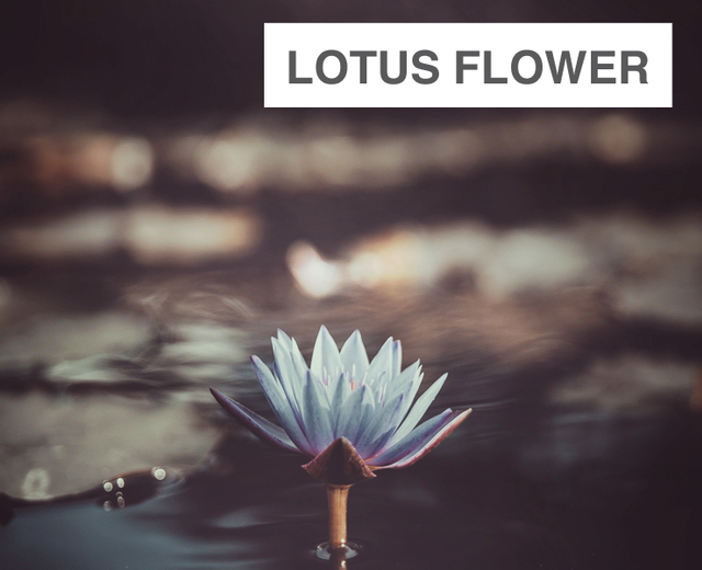 Lotus Flower | Lotus Flower| MusicSpoke