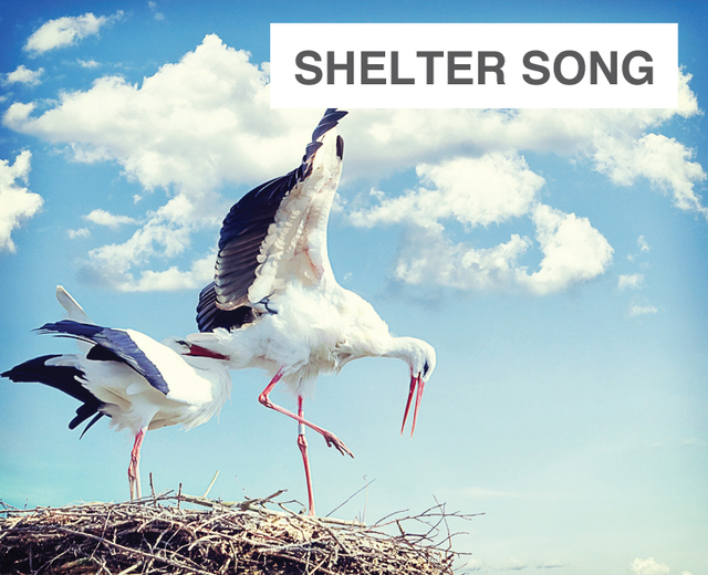 Shelter Song | Shelter Song| MusicSpoke