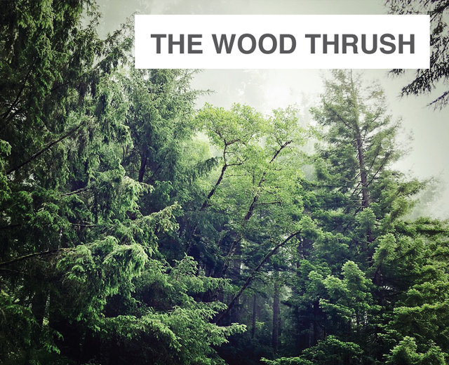 The Wood Thrush | The Wood Thrush| MusicSpoke