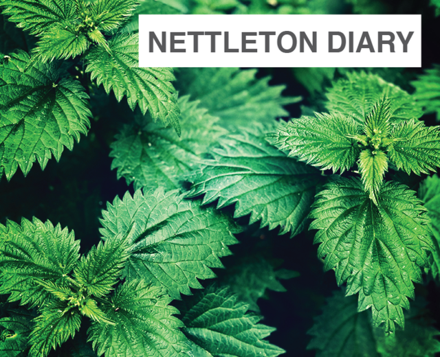 Nettleton Diary | Nettleton Diary| MusicSpoke