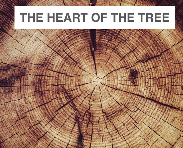 The Heart of the Tree | The Heart of the Tree| MusicSpoke