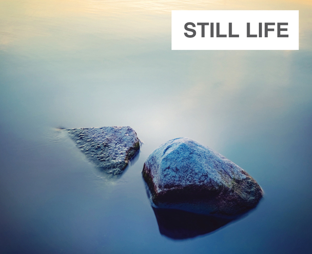 Still Life | Still Life| MusicSpoke