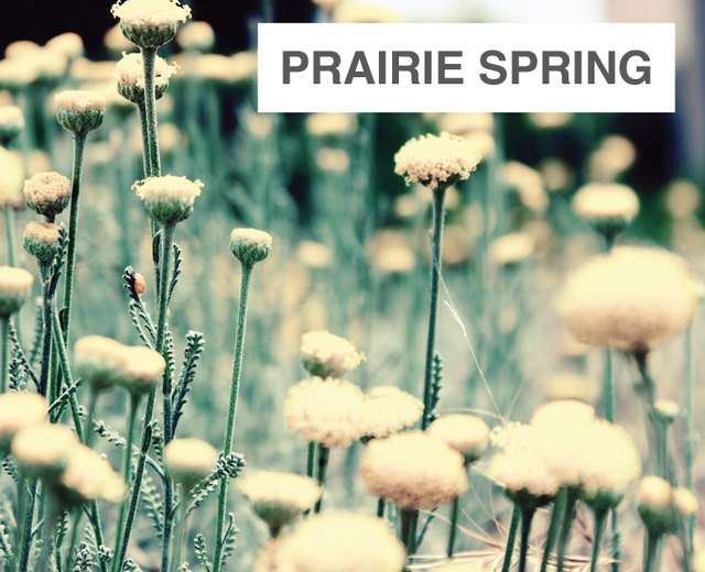 Prairie Spring | Prairie Spring| MusicSpoke