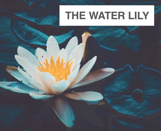 The Water Lily | The Water Lily| MusicSpoke