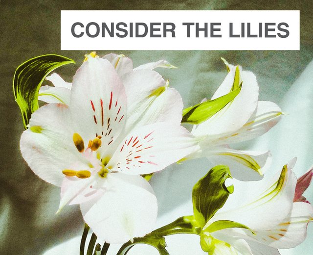 Consider the Lilies: An Appalachian Requiem | Consider the Lilies: An Appalachian Requiem| MusicSpoke