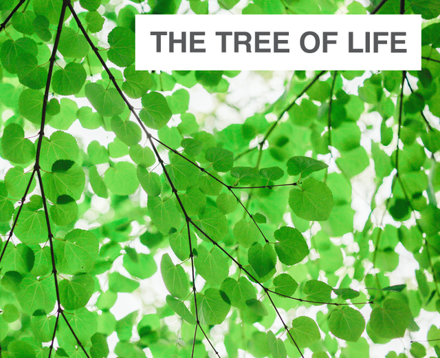 The Tree of Life | The Tree of Life| MusicSpoke