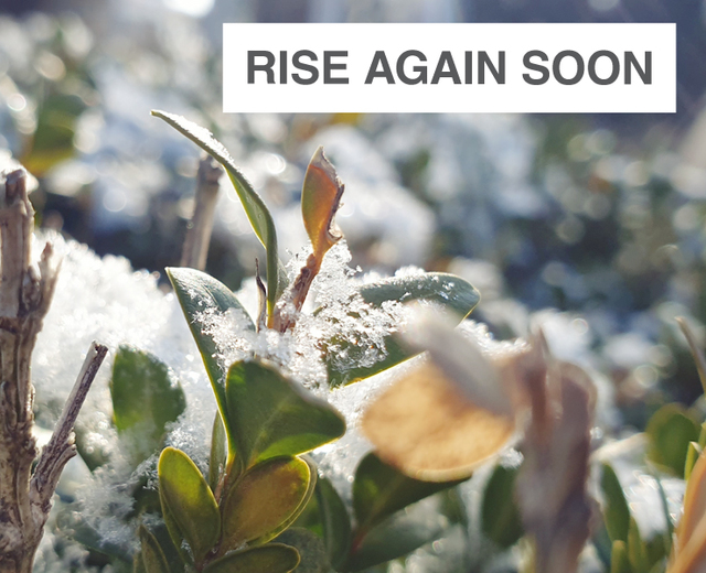 Rise Again Soon | Rise Again Soon| MusicSpoke