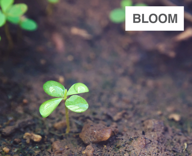 Bloom | Bloom| MusicSpoke