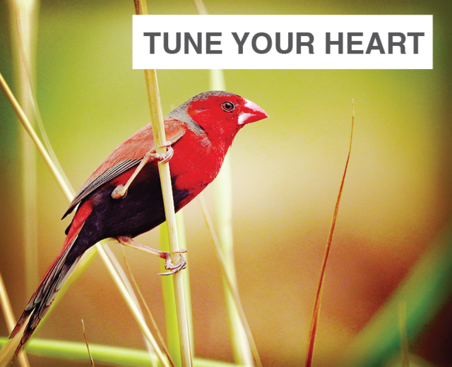 Tune Your Heart | Tune Your Heart| MusicSpoke