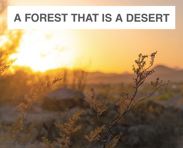 A Forest That Is A Desert | A Forest That Is A Desert| MusicSpoke