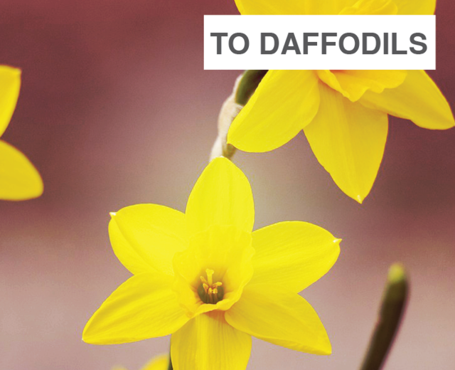 To Daffodils | To Daffodils| MusicSpoke