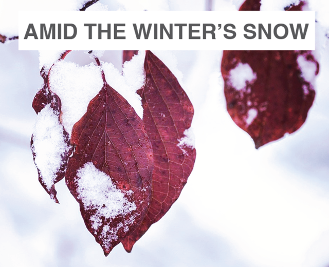 See Amid the Winter's Snow | See Amid the Winter's Snow| MusicSpoke