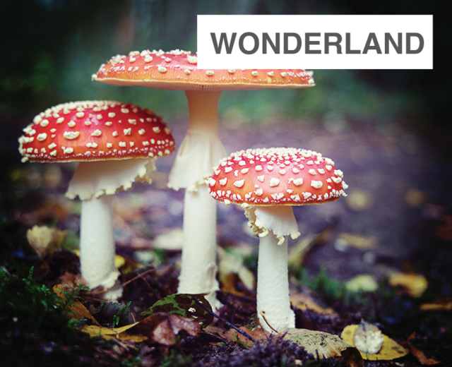 Wonderland | Wonderland| MusicSpoke