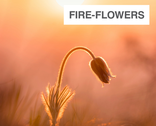 Fire Flowers  | Fire Flowers | MusicSpoke