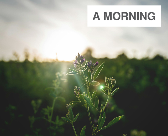 A Morning | A Morning| MusicSpoke