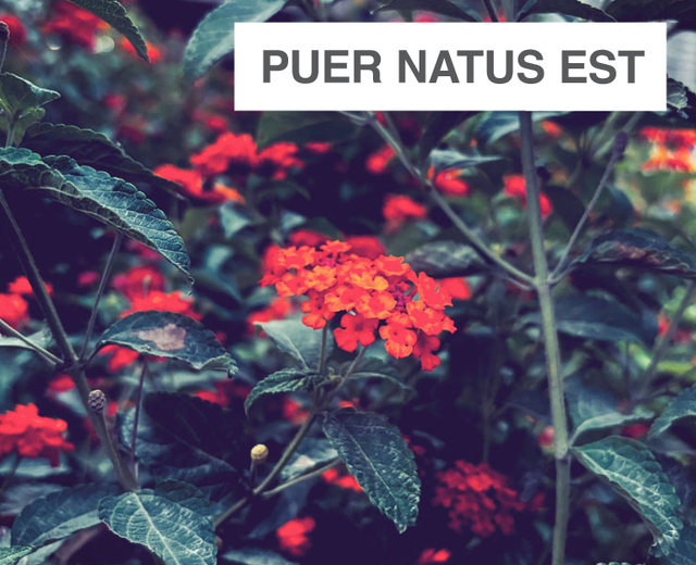 Puer Natus Est | Puer Natus Est| MusicSpoke