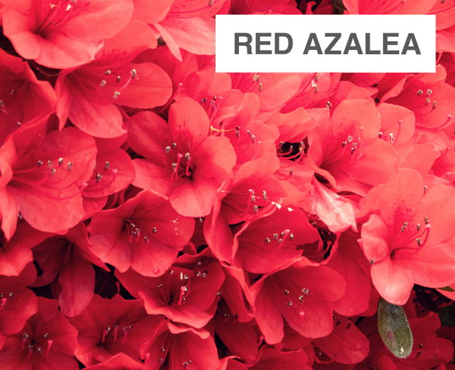 Red Azalea | Red Azalea| MusicSpoke