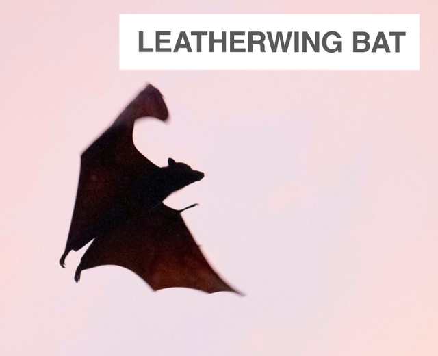 Leatherwing Bat | Leatherwing Bat| MusicSpoke