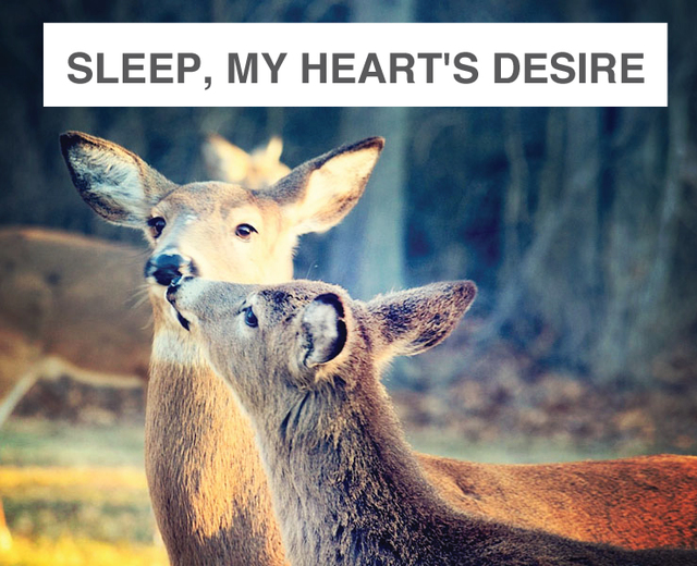 Sleep, My Heart's Desire | Sleep, My Heart's Desire| MusicSpoke