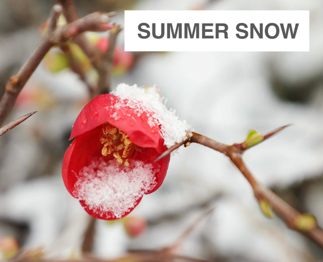 Summer Snow | Summer Snow| MusicSpoke