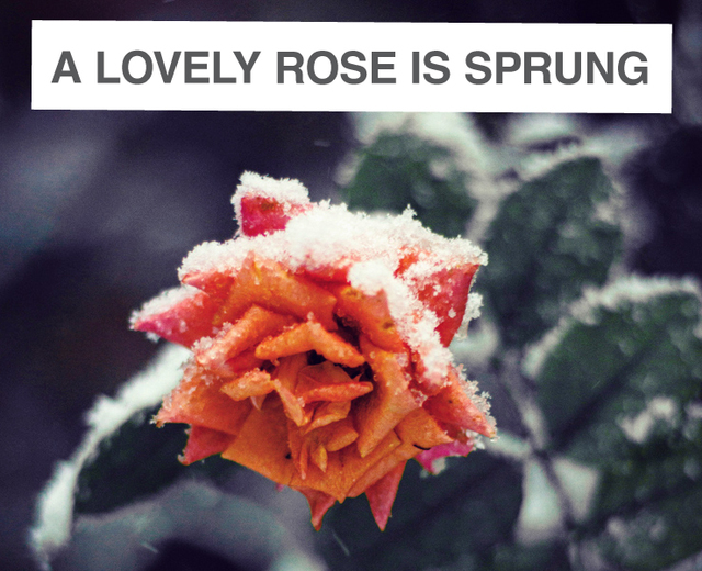 A Lovely Rose Is Sprung | A Lovely Rose Is Sprung| MusicSpoke