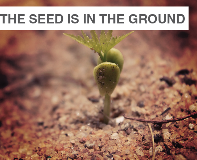 The Seed is in the Ground | The Seed is in the Ground| MusicSpoke