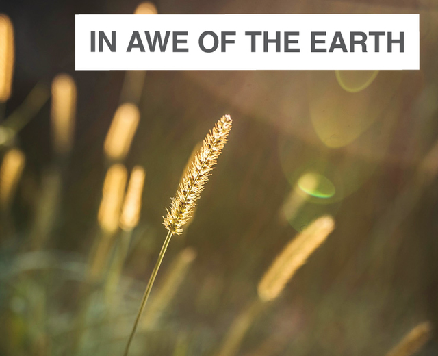 In Awe of the Earth | In Awe of the Earth| MusicSpoke