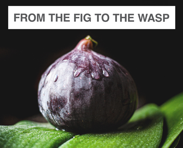 From the Fig to the Wasp | From the Fig to the Wasp| MusicSpoke
