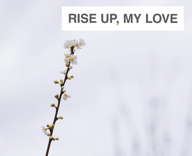 Rise up, my love | Rise up, my love| MusicSpoke