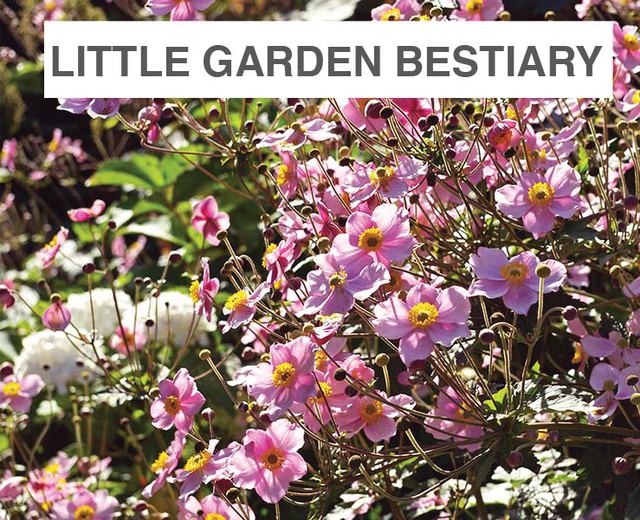 Little Garden Bestiary | Little Garden Bestiary| MusicSpoke