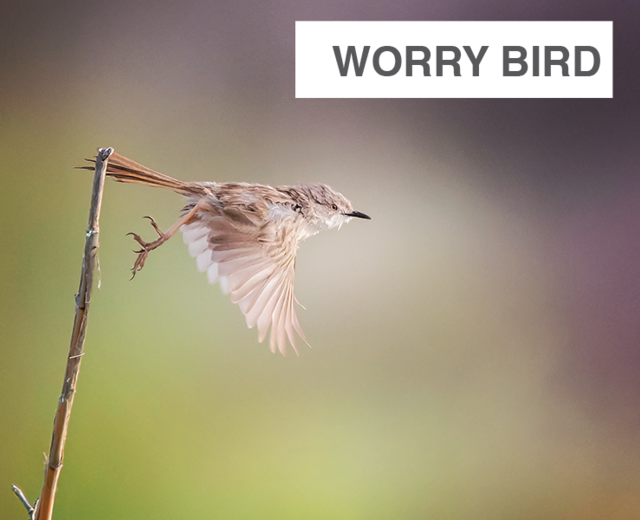 Worry Bird | Worry Bird| MusicSpoke