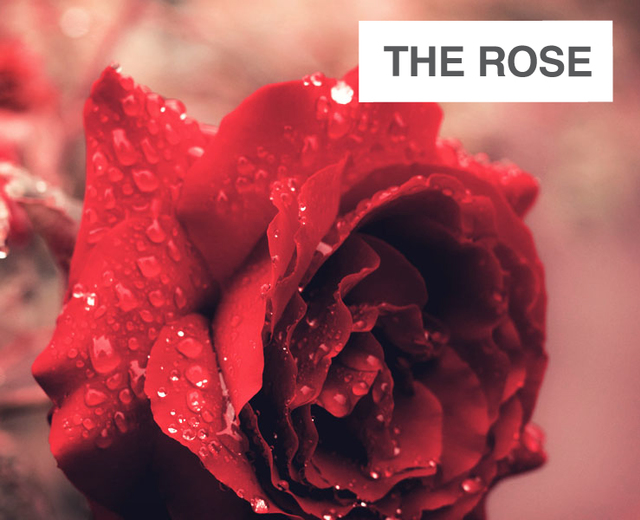 The Rose (from Light of Peace: Celtic Carols for Christmas) | The Rose (from Light of Peace: Celtic Carols for Christmas)| MusicSpoke