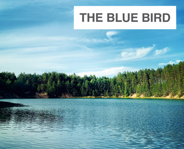 The Blue Bird | The Blue Bird| MusicSpoke
