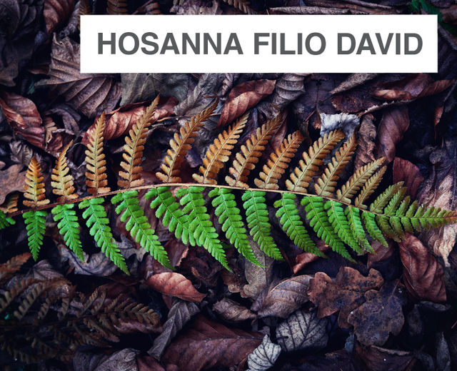 Hosanna filio David | Hosanna filio David| MusicSpoke