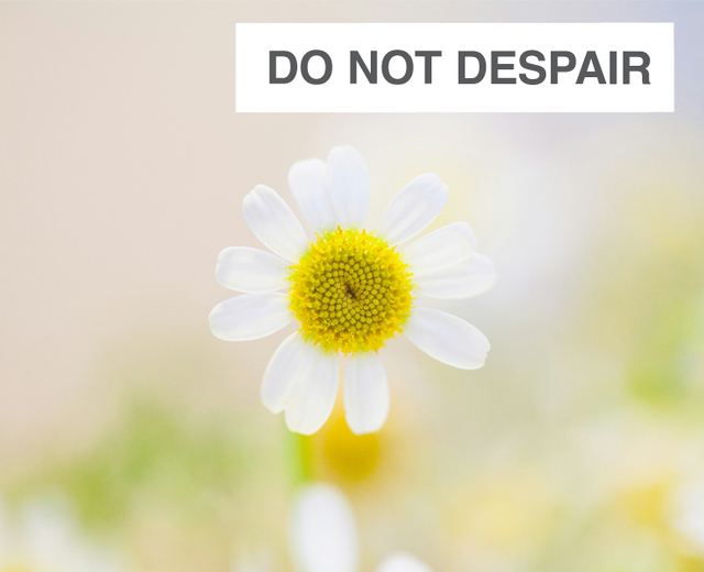 Do Not Despair | Do Not Despair| MusicSpoke