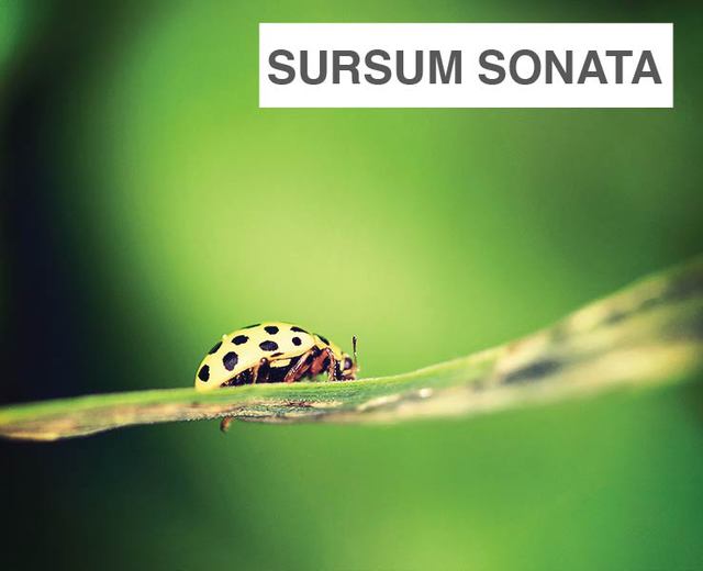 Sursum Sonata | Sursum Sonata| MusicSpoke