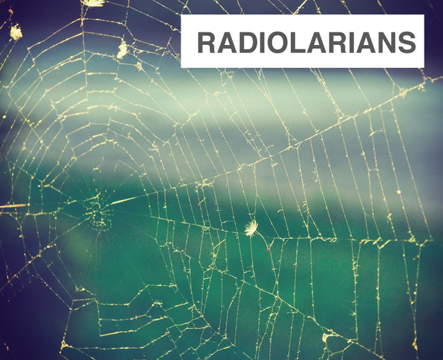 Radiolarians | Radiolarians| MusicSpoke