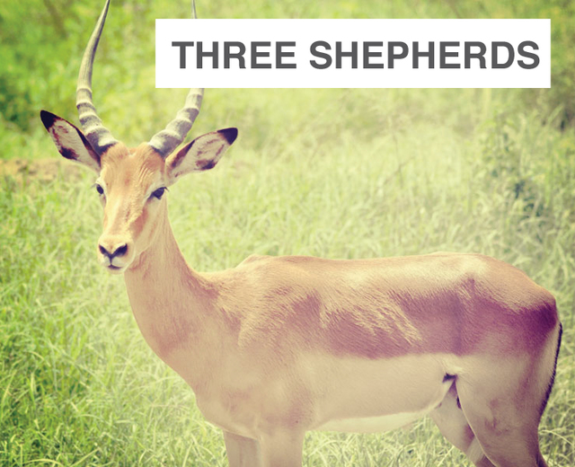 Three Shepherds | Three Shepherds| MusicSpoke